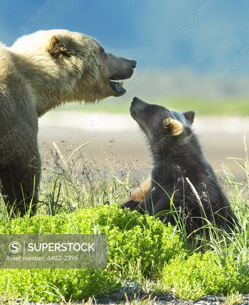 Brown Bear mother and cub, Katmai National Park, Alaska
