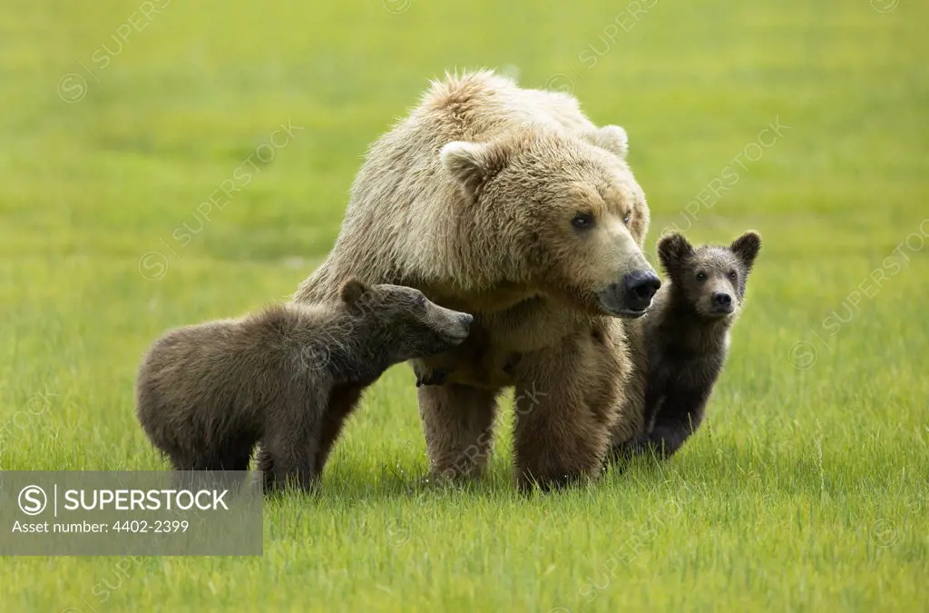 Brown Bear mother and cubs, Katmai National Park, Alaska