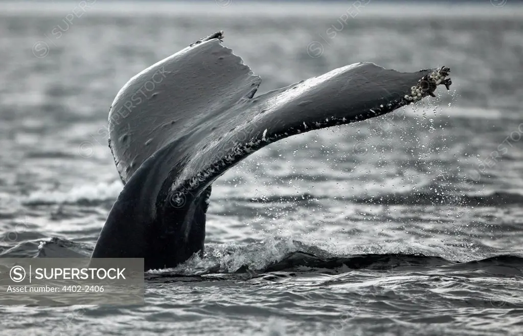 Humpback Whale, Petersberg, Alaska