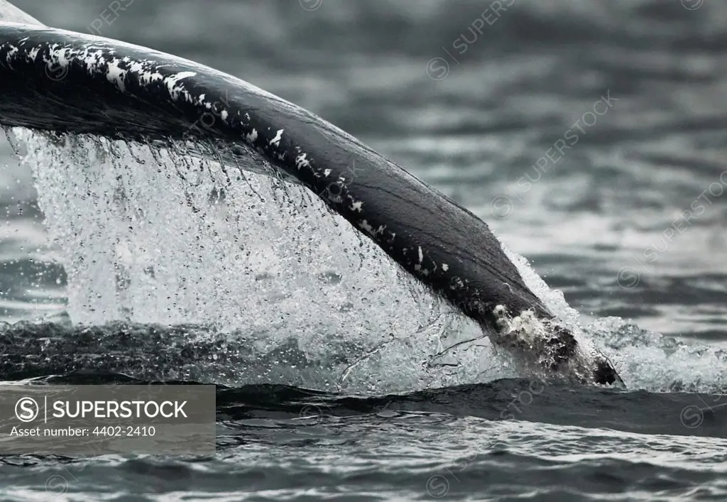 Humpback Whale's fin, Petersberg, Alaska