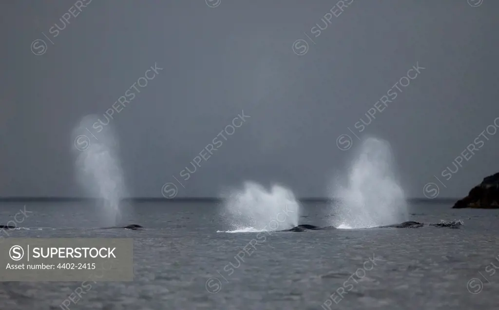 Humpback Whales blowing, Petersberg, Alaska
