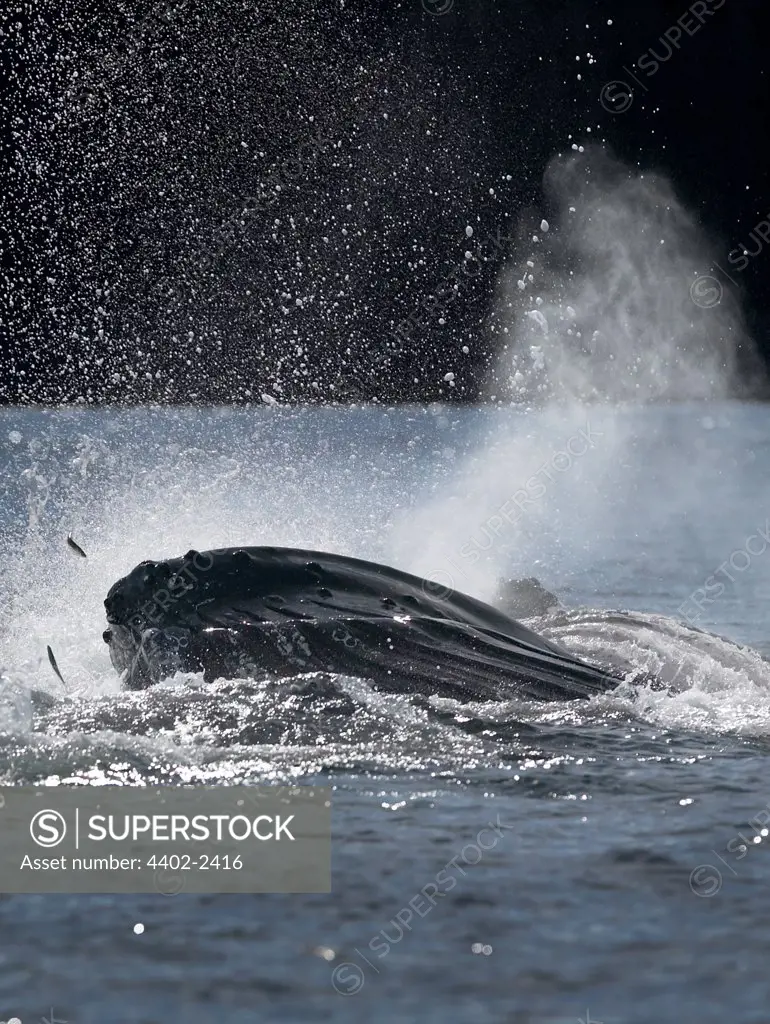 Humpback Whales bubblenet feeding, Petersberg, Alaska