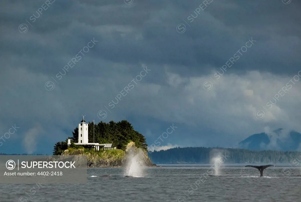 Humpback Whales blowing and diving and Five Fingers Lighthouse, Petersberg, Alaska