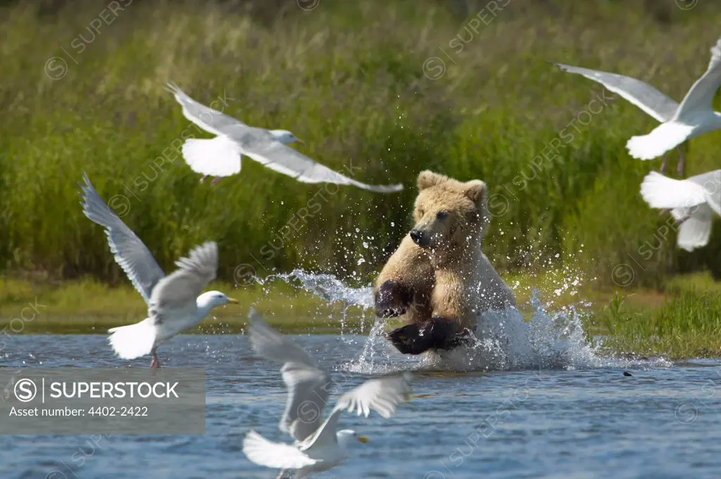 Brown Bear charging through water and birds, Katmai National Park, Alaska