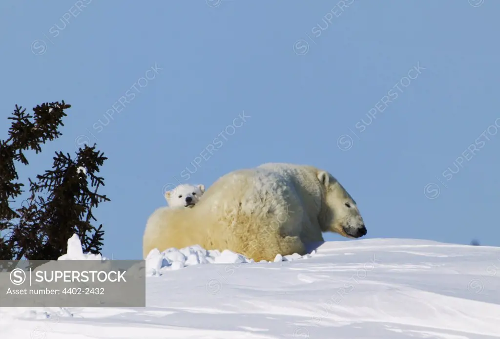 Polar Bear mother with young cub, Manitoba,  Canada.