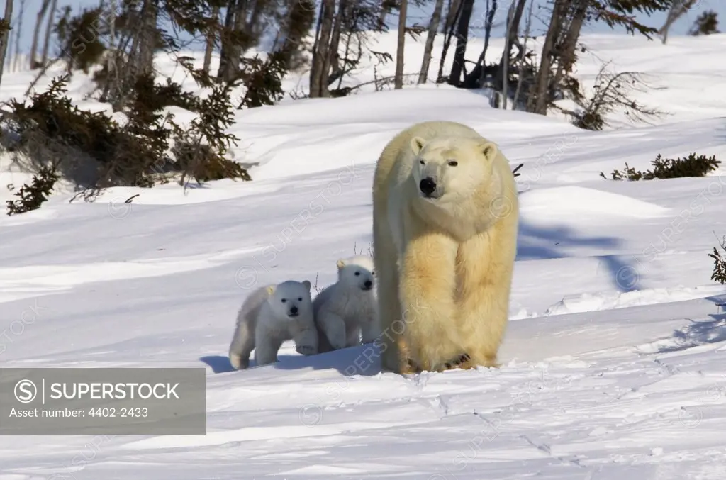 Polar Bear mother with young cubs walking, Manitoba,  Canada.