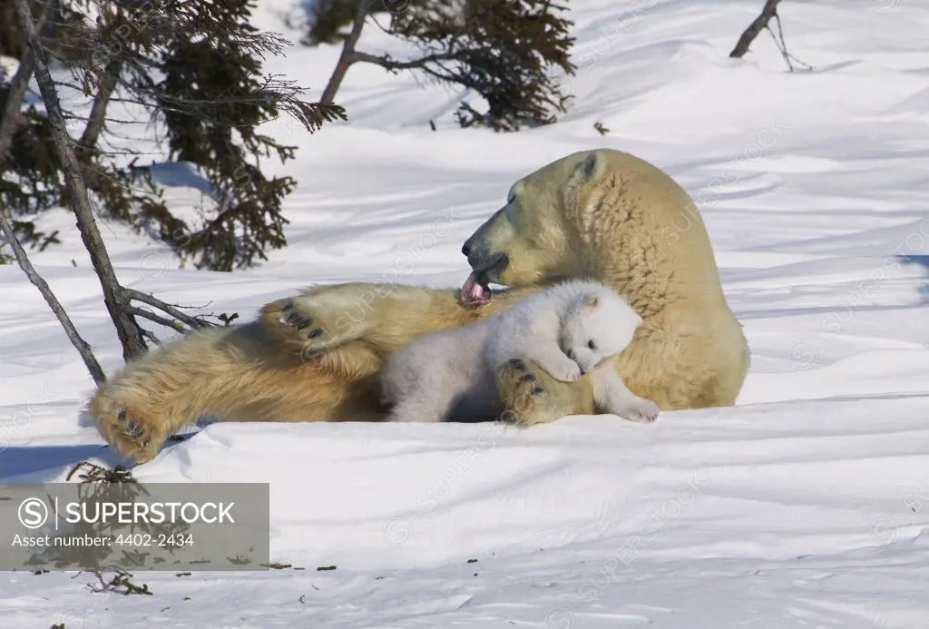Polar Bear mother with young sleepy cub, Manitoba,  Canada.