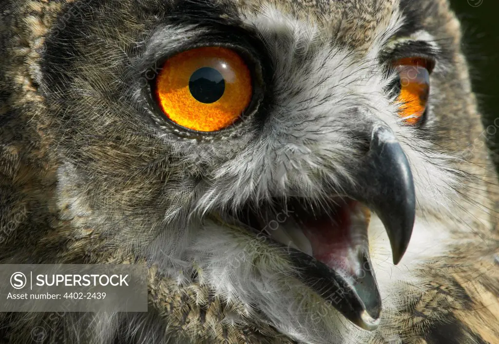 Young European Eagle Owl (captive)