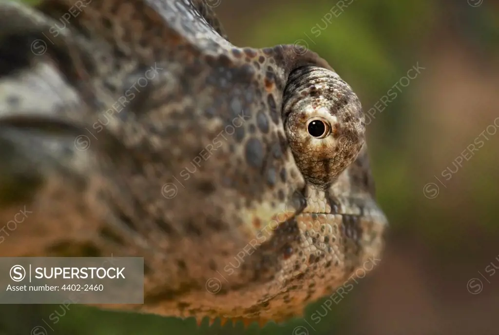 Warty chameleon, looking back, Berenty, Madagascar