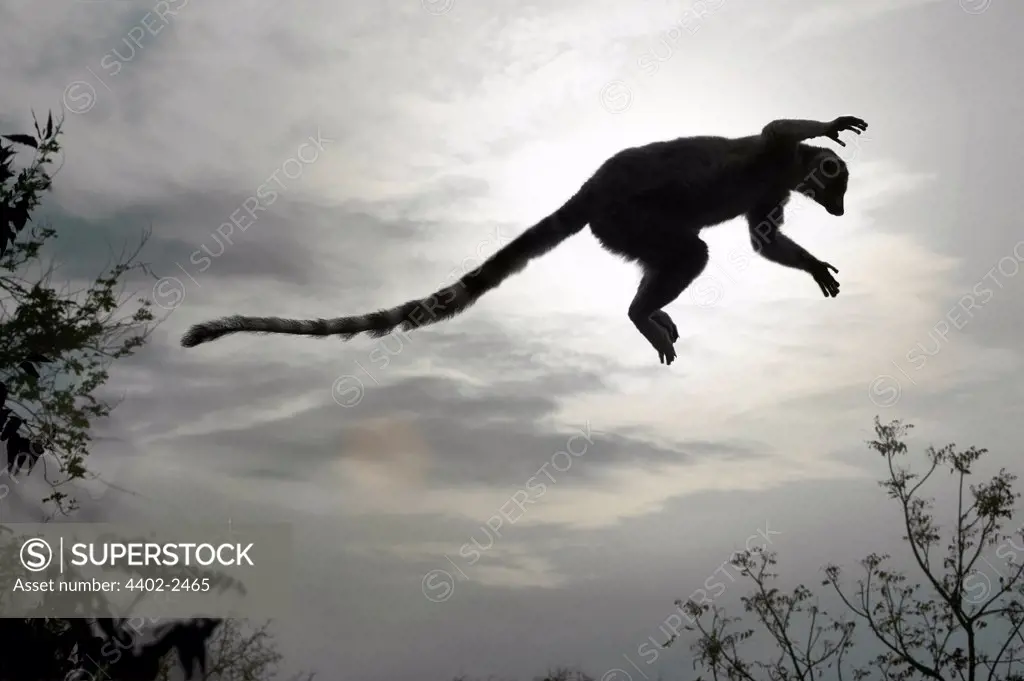 Lemur leaping through the forest at dusk, Berenty, Madagascar