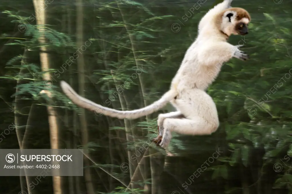 A Verreaux's sifaka flying through the trees, Berenty, Madagascar