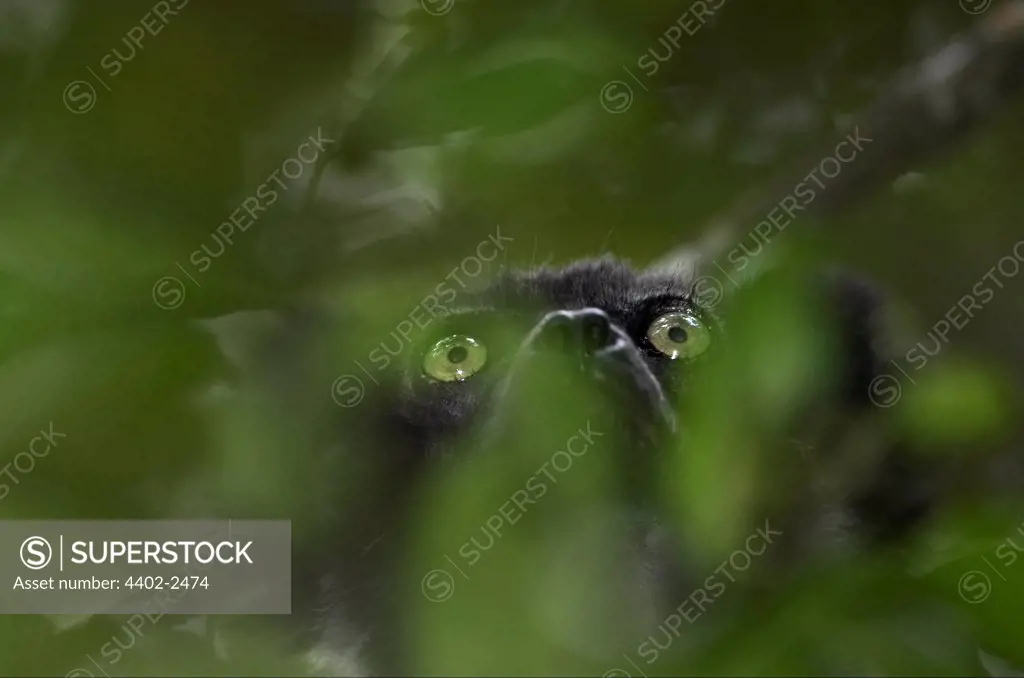 Indri lemur peering out of vegetation, Perinet, Madagascar
