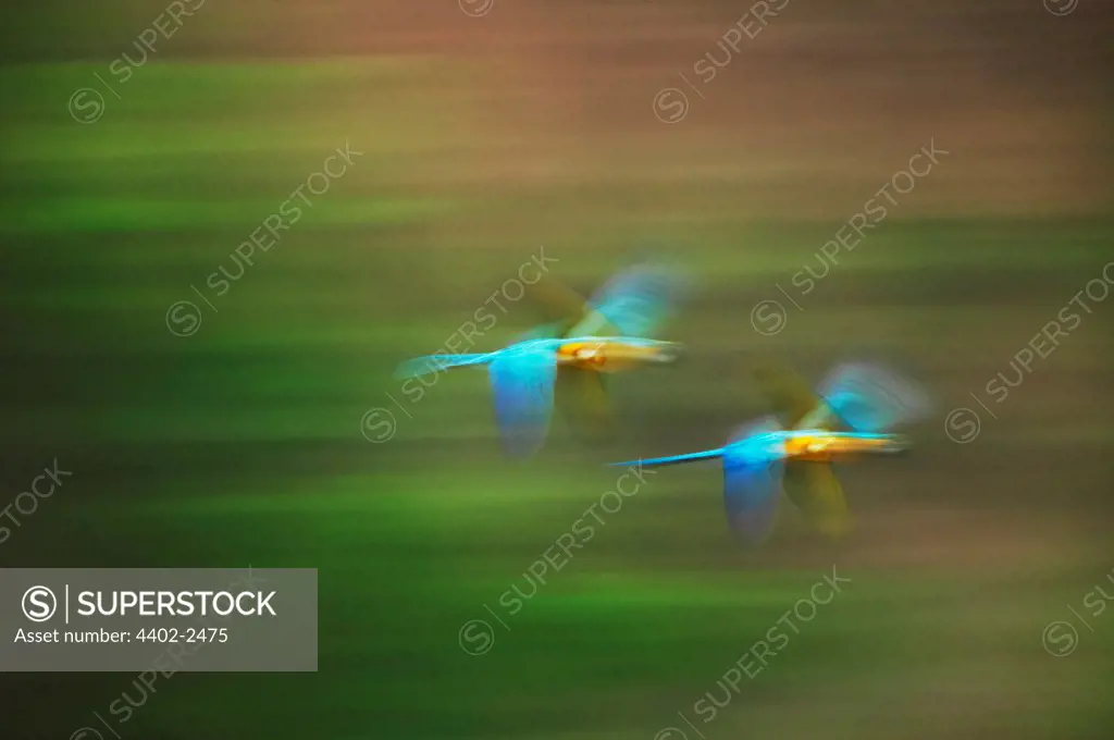 Blue and yellow Macaws, Tambopata River, Peru