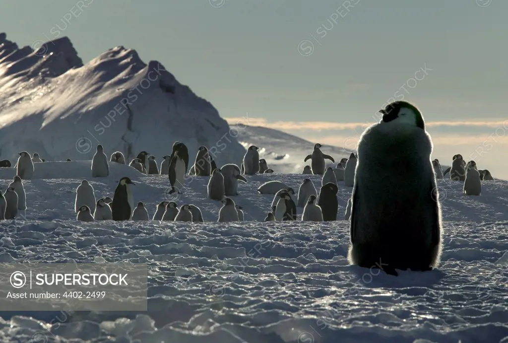 Young Emperor penguin waiting for food, Cape Washington, Antarctica