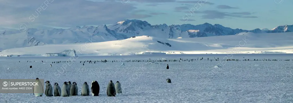 Emperor penguin colony, Cape Washington, Antarctica
