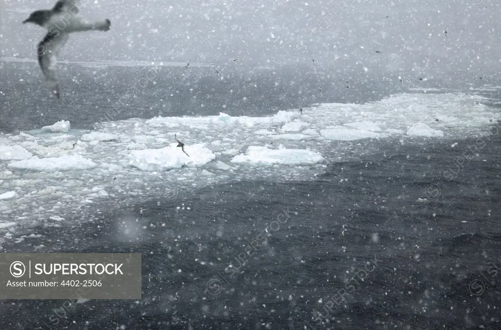 Antarctic Petrels flying in a blizzard, Antarctica