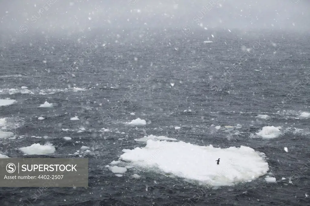 Iceberg with an Adelie penguin in a blizzard, Antarctica