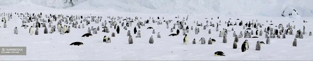 Emperor penguin colony, Coulman Island, Antarctica