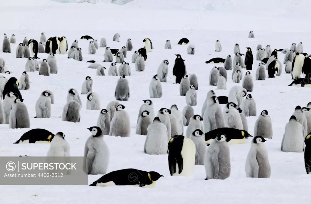 Young Emperor penguins waiting for food, Coulman Island, Antarctica