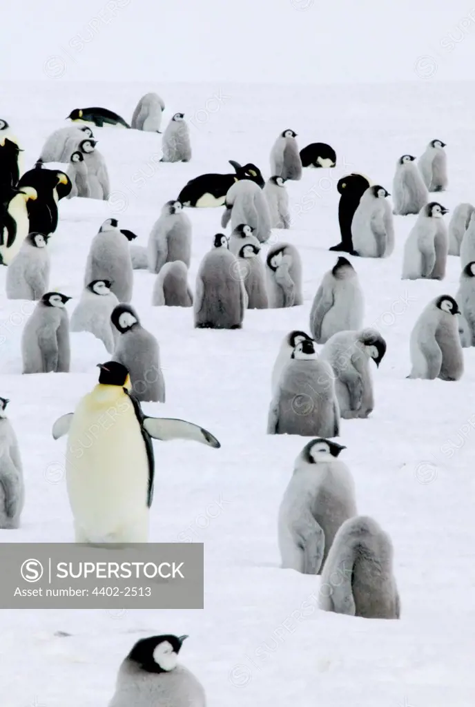 Young Emperor penguins waiting for food, Coulman Island, Antarctica