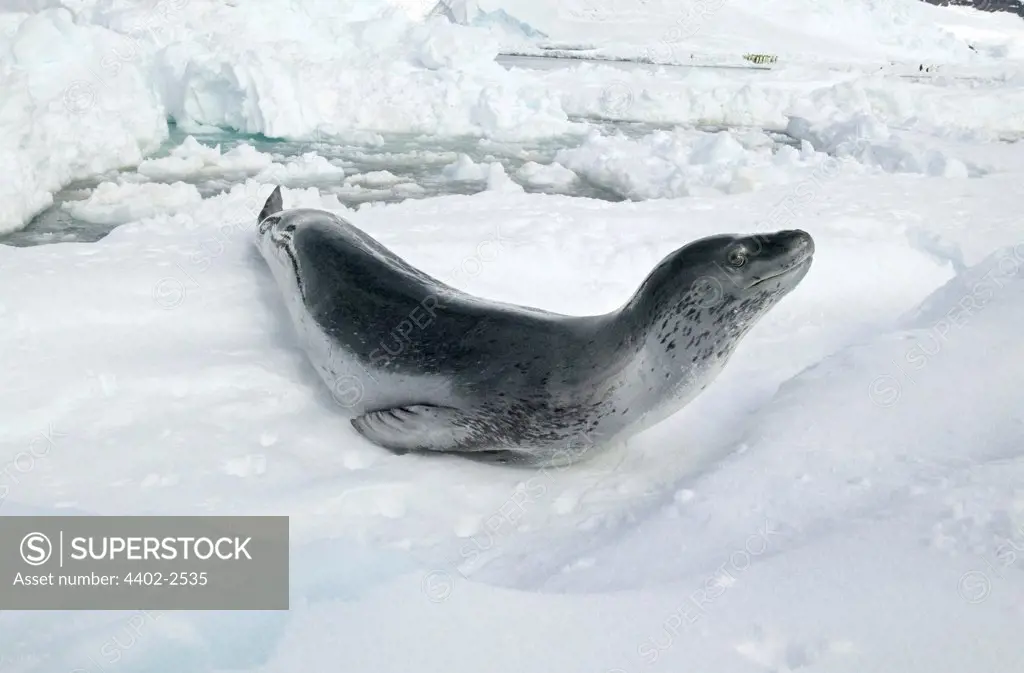 Leopard Seal at Coulman, Island, Antarctica. Photographed between 11pm-3 am when the sun never sets in Summer