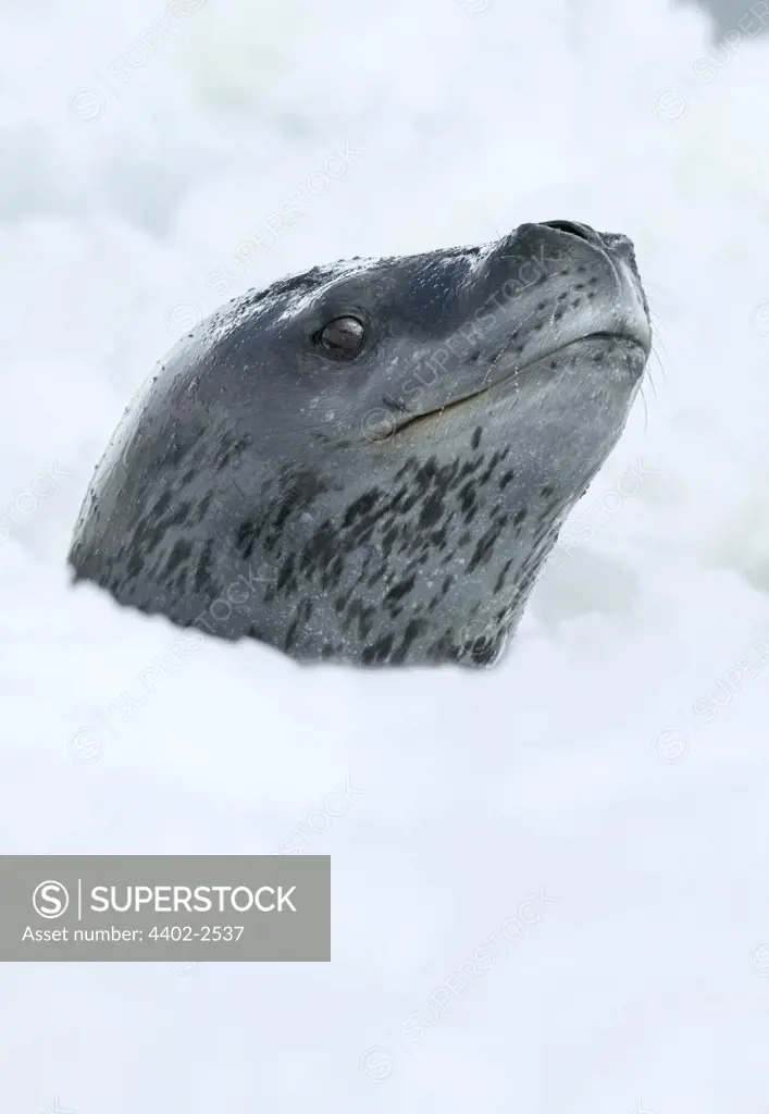 Leopard Seal emerging through slushy ice, Coulman Island, Antarctica