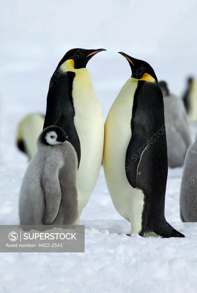 Adult pair of Emperor penguins and chick, Coulman, Island, Antarctica