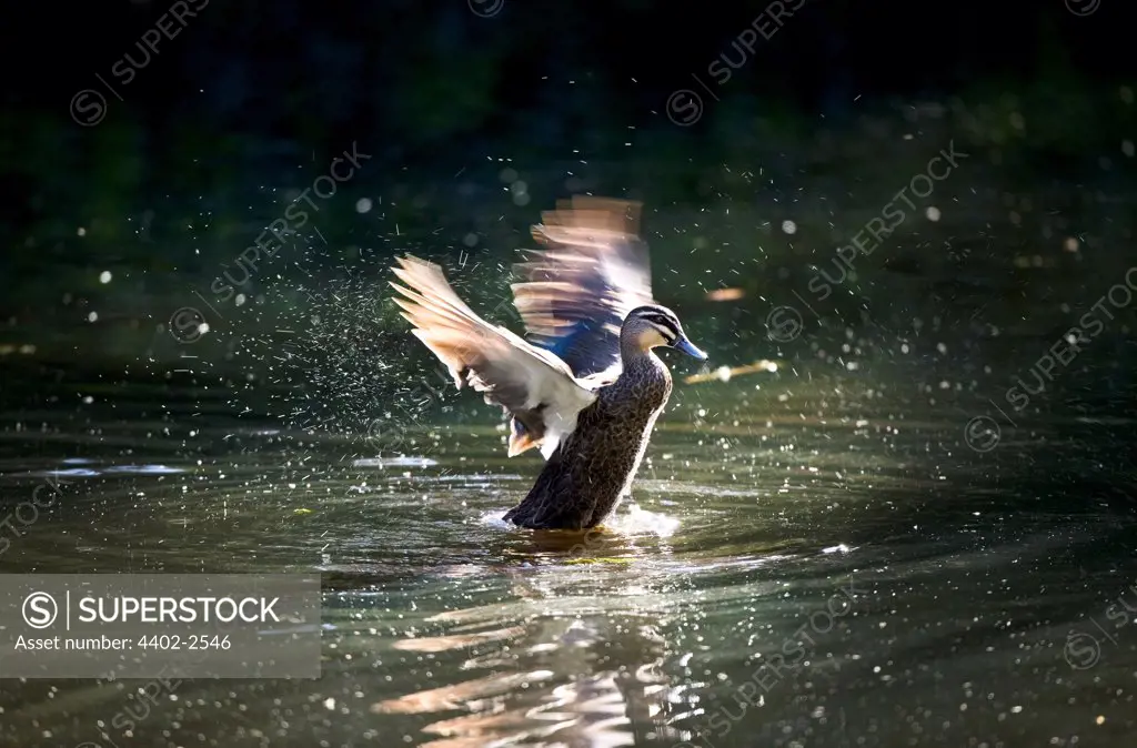 Pacific Black Duck splashing at Warrawong Earth Sanctuary, Australia.