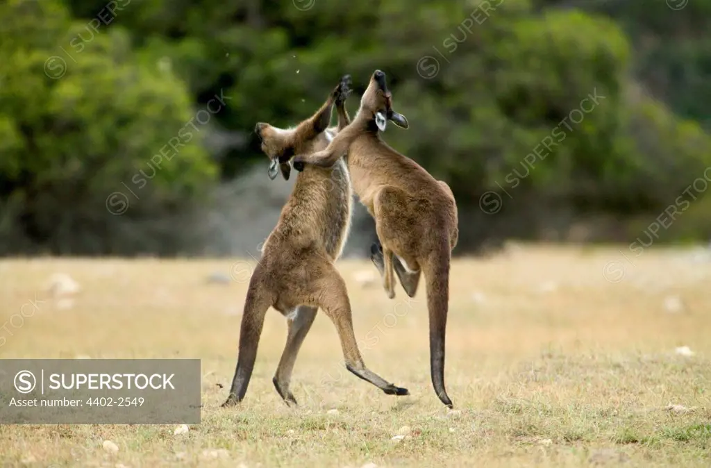 Two kangaroos fighting, Kangaroo Island, Australia.