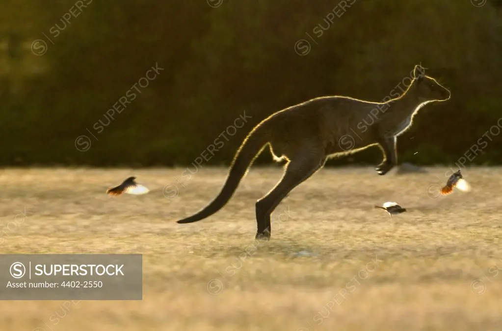 Grey kangaroo hopping, Kangaroo Island, Australia.