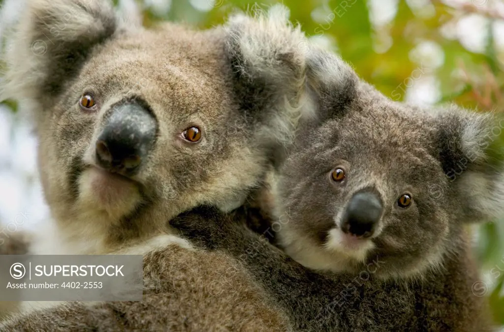 Mother and baby Koalas, Kangaroo Island, Australia.