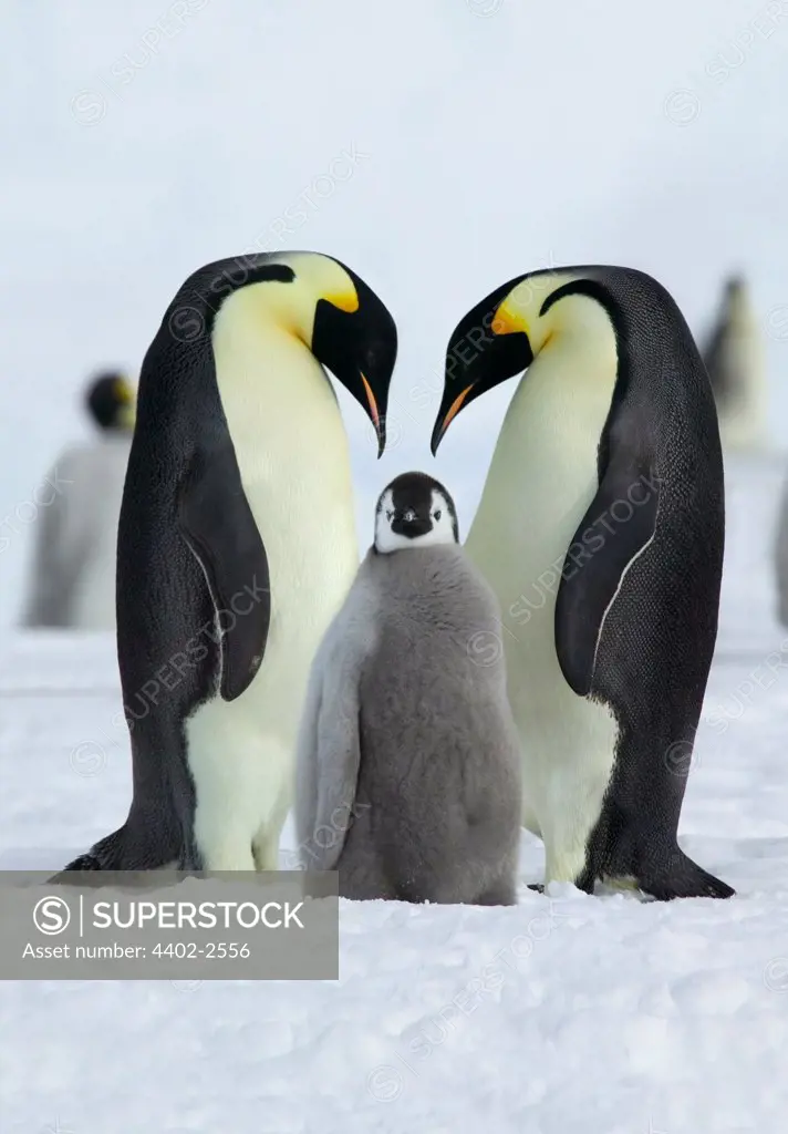Emperor penguin parents and chick, Coulman Island, Antarctica