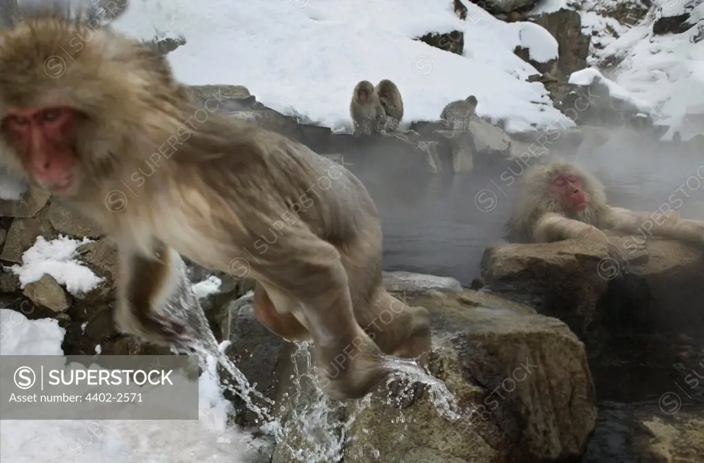 Snow monkey (Japanese macaque) leaping out of the hot springs, Jigokudani National Park, Japan