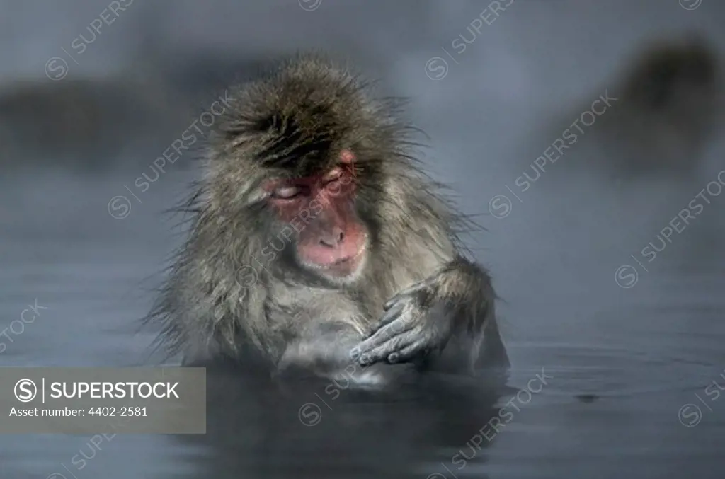 Snow monkey (Japanese macaque) enjoying the hot springs, Jigokudani National Park, Japan