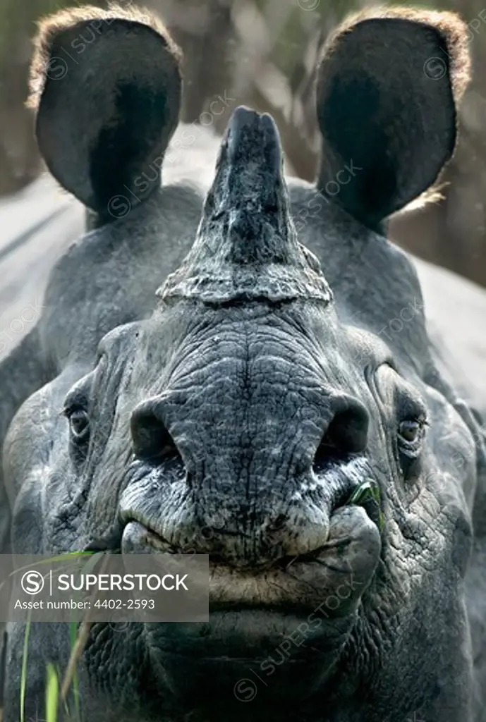 Indian rhinoceros, Kaziranga, Assam, India.