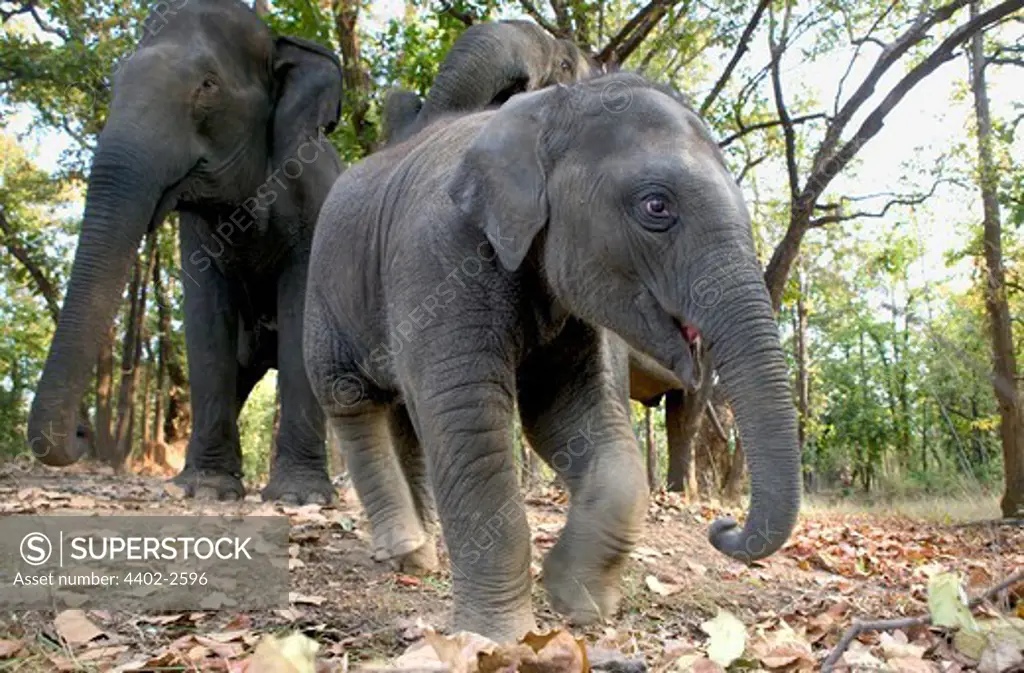 Young Indian Elephant leading his parents, Bandhavgarh, India.