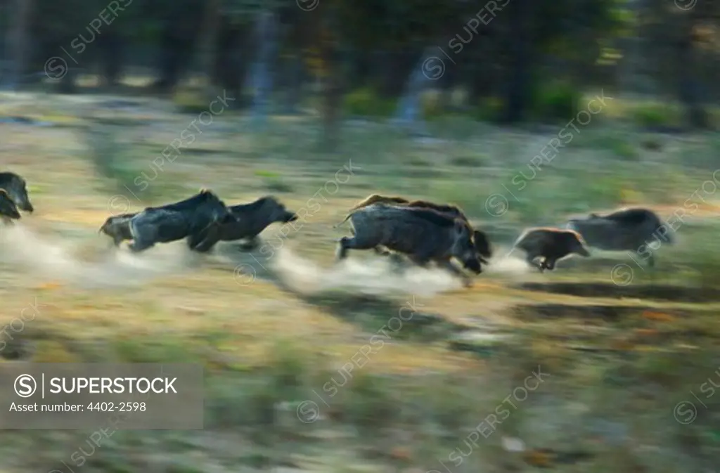 Herd of stampeding Indian Wild Boar, Bandhavgarh, India.