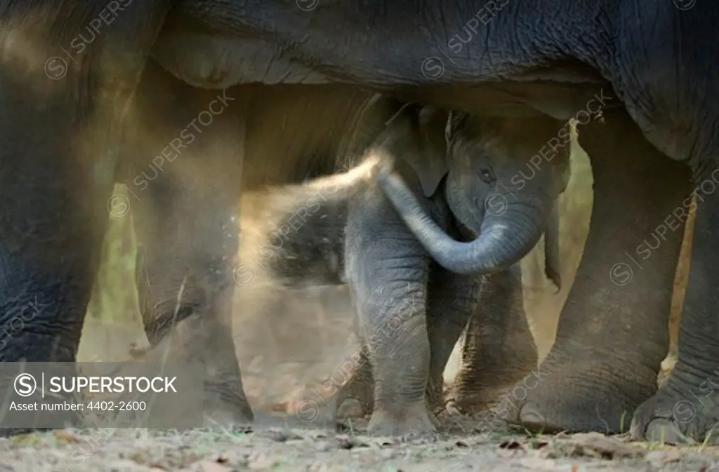 Young Indian Elephant playing at his mother's feet, Bandhavgarh, India.