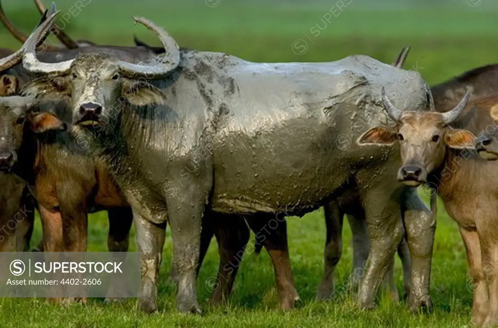 Asian Buffalo family, Kaziranga, Assam, India.