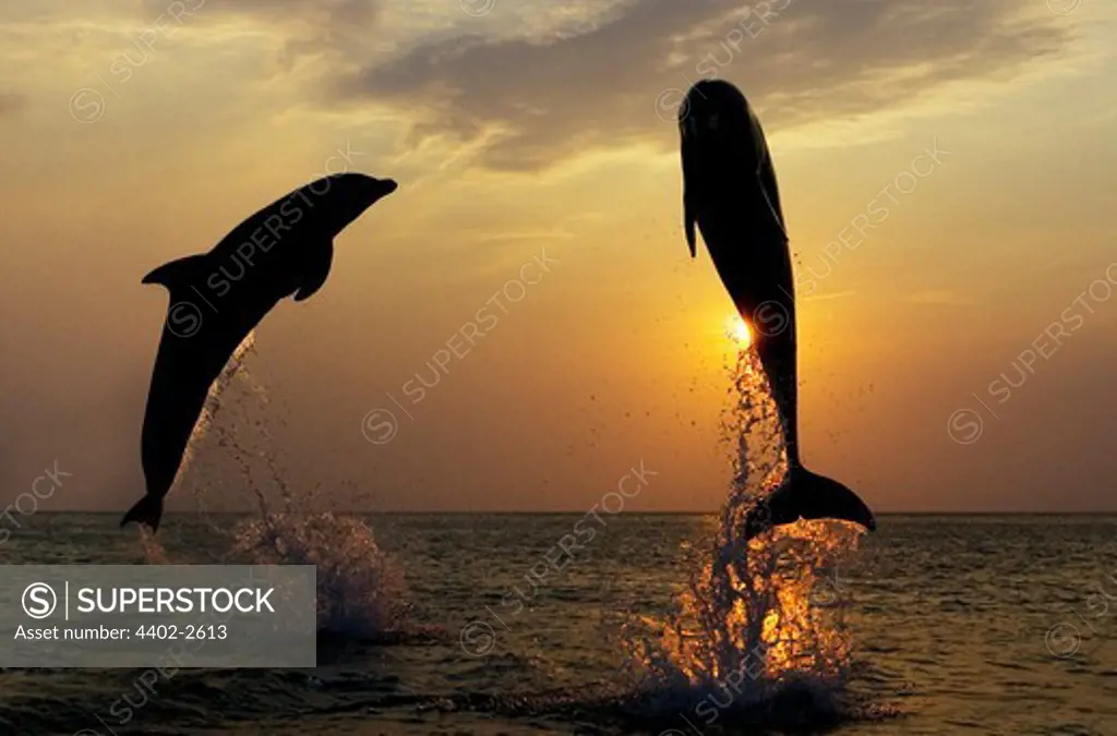 Two Bottlenose Dolphins silhouetted against the sunset, Honduras