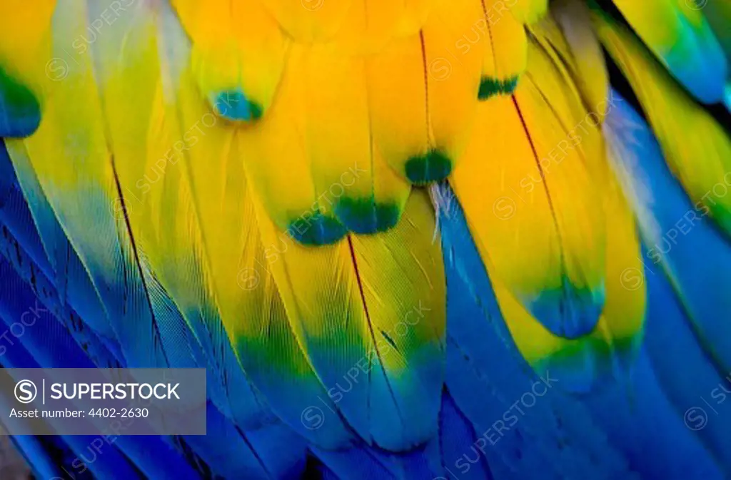 Wing feathers on a Scarlet Macaw, Honduras