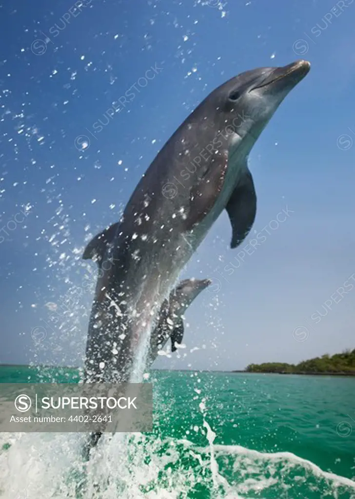Bottlenose Dolphin leaping, Honduras