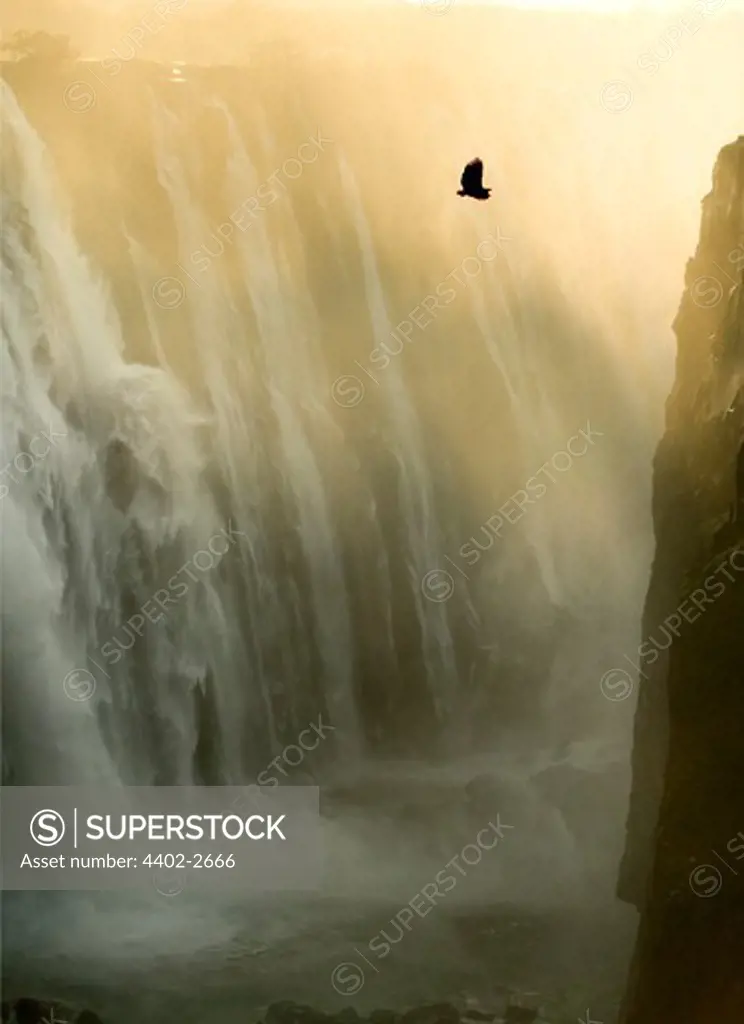 African Fish Eagle in flight, Victoria Falls, Zimbabwe