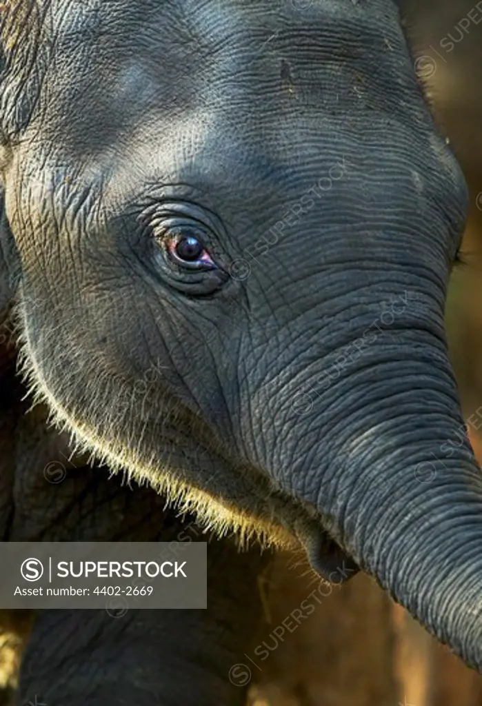 Close-up of elephant's face, Kanha, India
