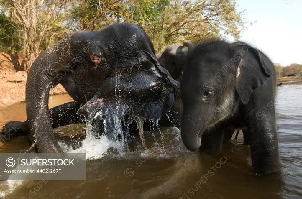 Elephants in the river, drinking, Kanha, India