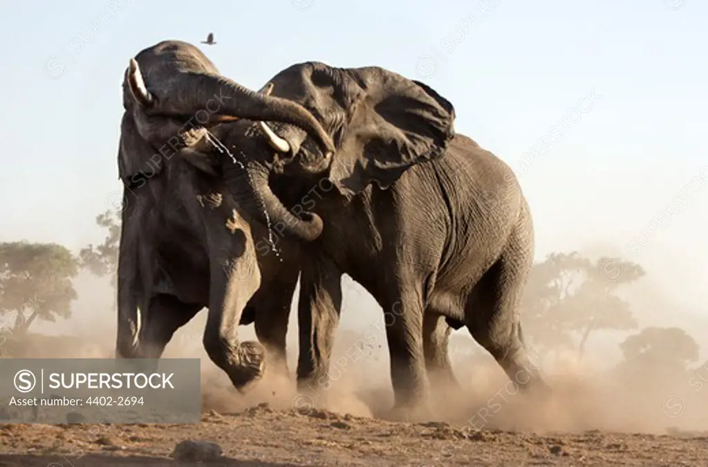 African elephants fighting, Savuti, Botswana