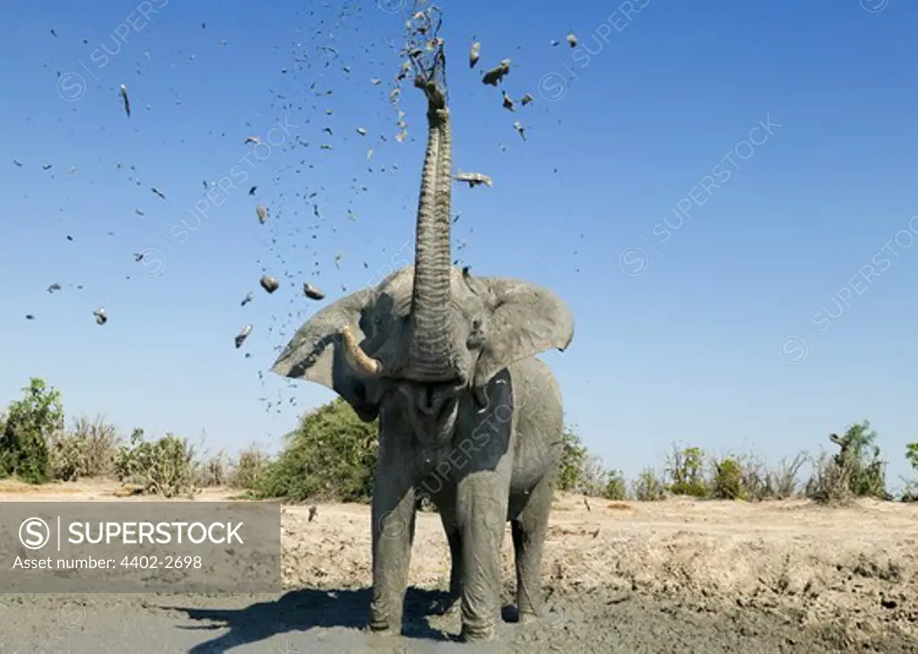 African elephant mudbathing, Savuti, Botswana