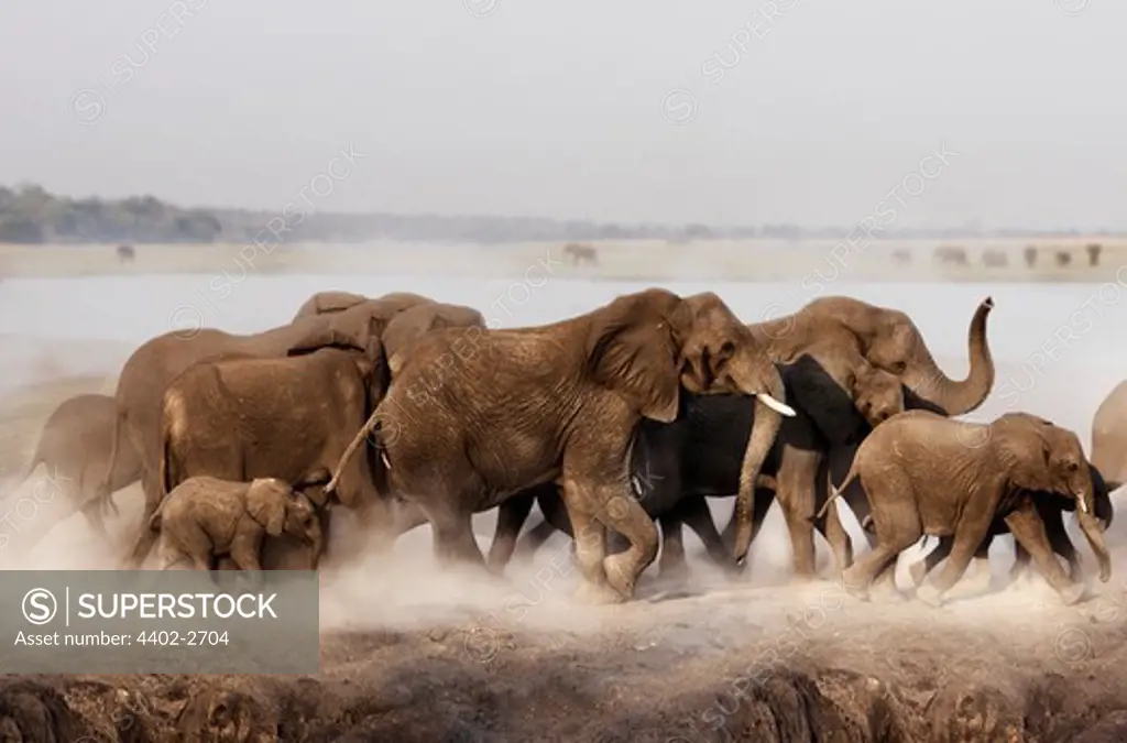 African elephant family, Chobe, Botswana