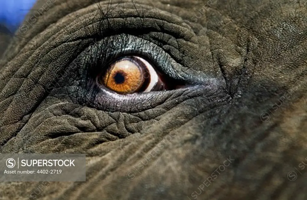 Close-up of elephant's eye, Jaipur, India