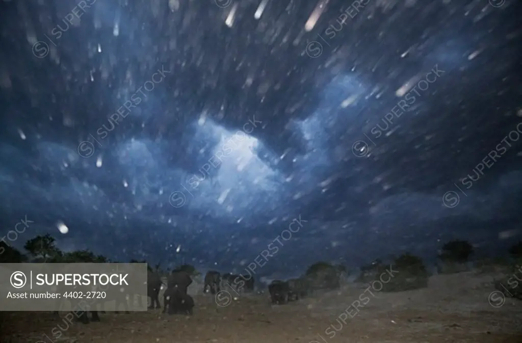 African elephants in a duststorm at night, Chobe, Northern Botswana